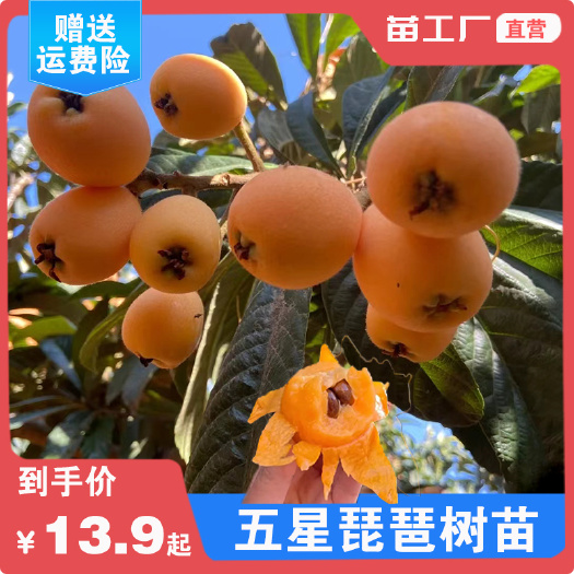 南北方盘地再庭院阳台种植大五星枇杷苗枇杷果树苗木