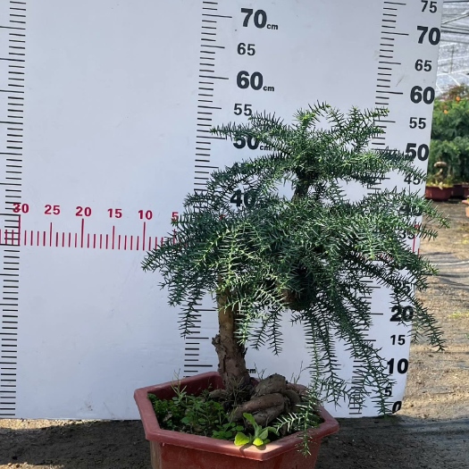 漳州自家种植澳洲杉单节一盆138双节一盆148