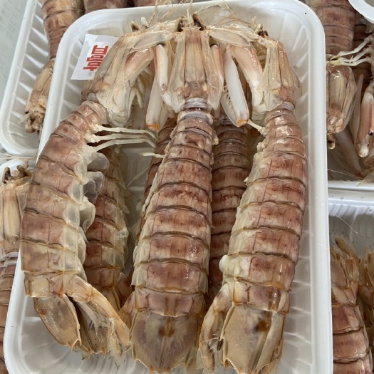 北海皮皮蝦，蝦爬子，蠔蝦，