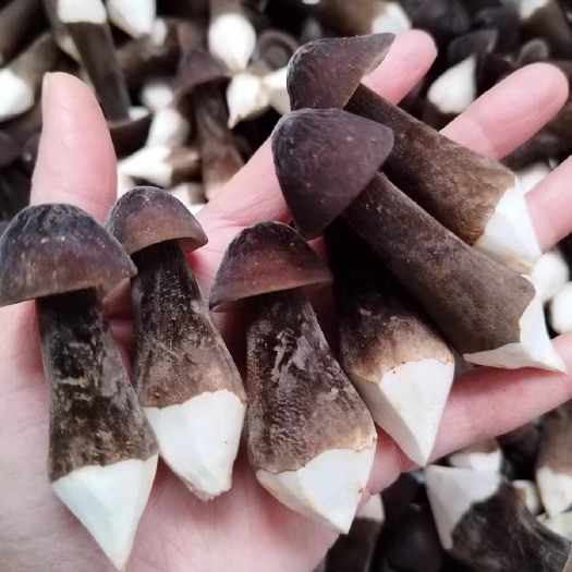 广州现采现发新鲜黑皮鸡枞菌菇专用煲汤、炒肉、食用菌蘑菇！