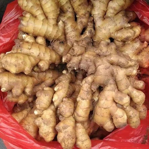 莒縣大黃姜小黃姜各類生姜大量供應(yīng)，支持全國發(fā)貨