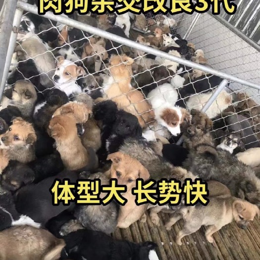 汶上县改良肉狗体型大长势快出肉率高周期短多少米一只