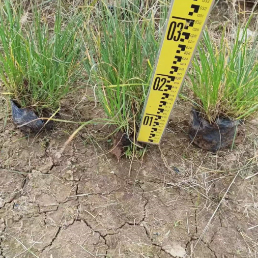 漳浦县供应 福建 小兔子狼尾草 苗场基地 批发价格