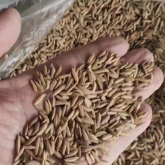 天门市饲料稻谷三挂，出米83无气味，价格实惠