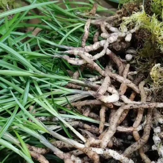 维西县维西细叶莲瓣兰小草