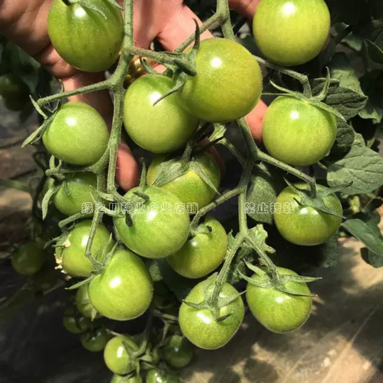 青苹果番茄种子酸甜浓郁特色小番茄种籽樱桃番茄种子绿色小番茄籽