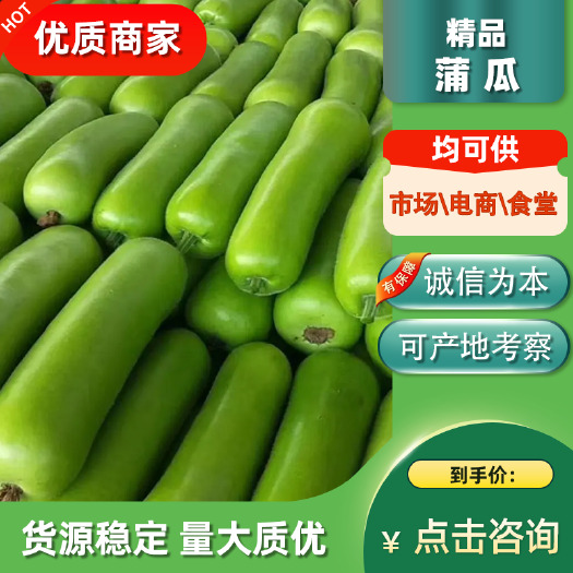 蒲瓜瓠瓜广东新苗 大量供应 现摘现发 保质保量 诚信经营