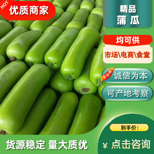 徐闻县蒲瓜瓠瓜广东新苗 大量供应 现摘现发 保质保量 诚信经营
