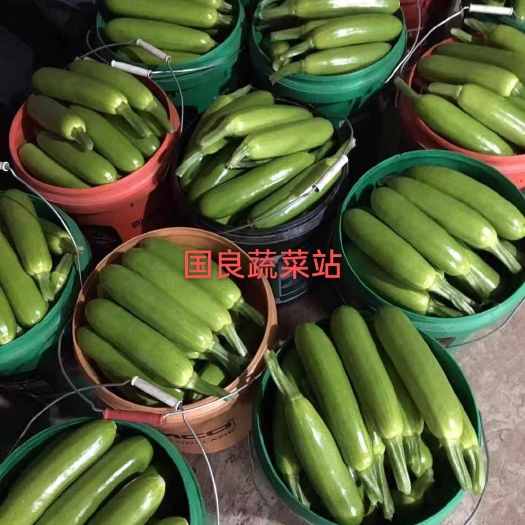 淄博绿皮西葫芦