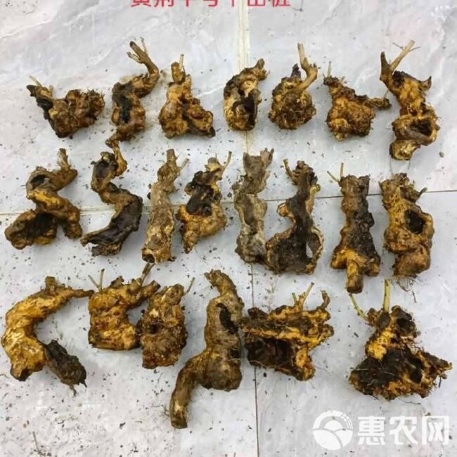 黄荆盆景拇指老桩掌中宝室内花卉盆栽绿植桩老桩庭院生桩熟桩