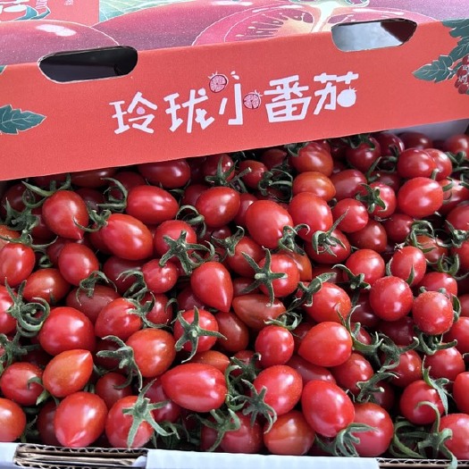 平度市礼盒装 釜山88圣女果 盐碱地种植 新鲜采摘甜度足10