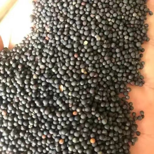 石家庄油菜籽，榨油菜籽
