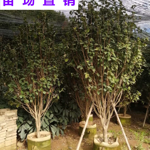 漳浦县供应 福建 茶花 苗场基地 批发价格