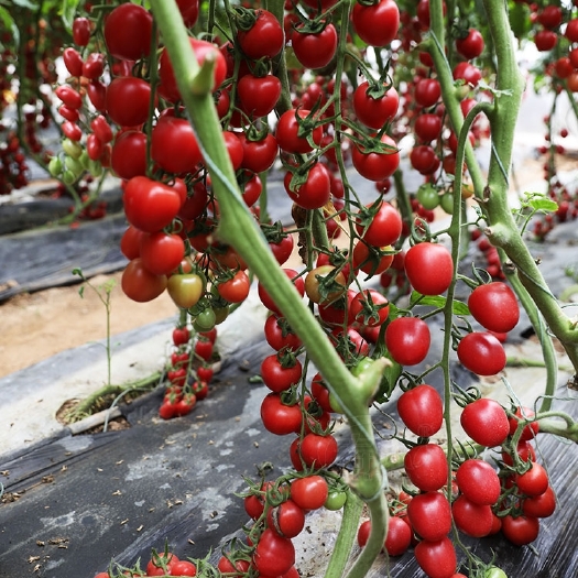 宿州圣女果苗小番茄量大从优欢迎垂询采购