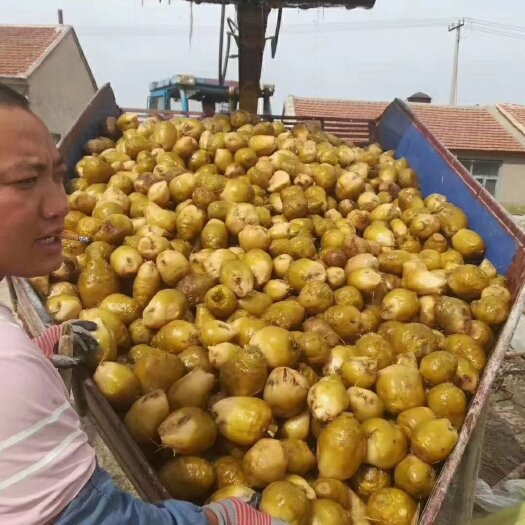 腌芥菜  厂家腌制的芥菜头，咸菜疙瘩，腌制蔬菜，‘