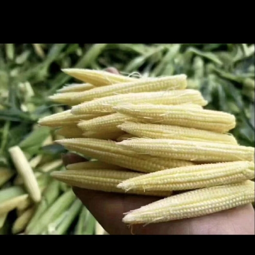 攀枝花玉米笋。产地销售。量大从优。批发价