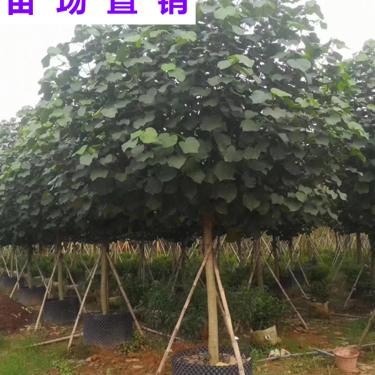 漳浦县供应 福建 黄槿 苗场基地 批发价格