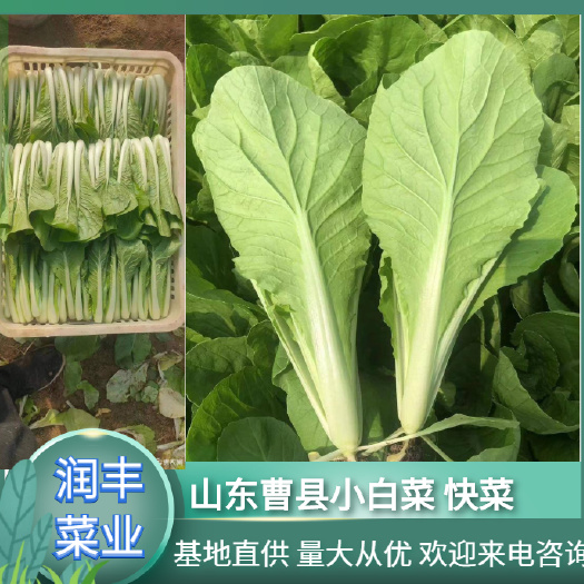 曹县精选小白菜  快菜   奶白菜  产地直销货源充足品质好