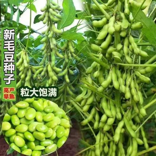 成都莱毛豆种子农家青豆黄豆大种籽鲜食四季播种种子早熟春夏蔬菜种籽