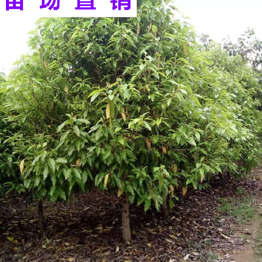 漳浦县供应 福建 白玉兰 苗场基地 批发价格