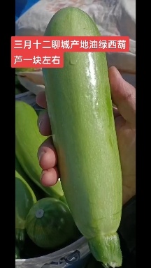 油绿西葫芦
