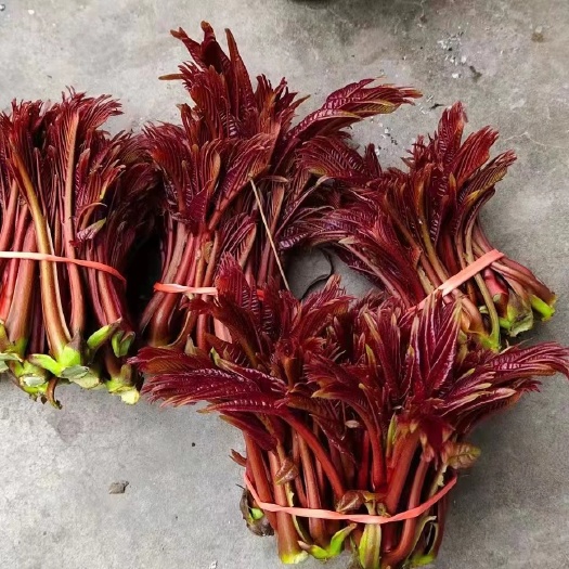 福州香椿芽