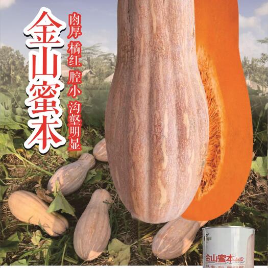 海口金山密本南瓜种子