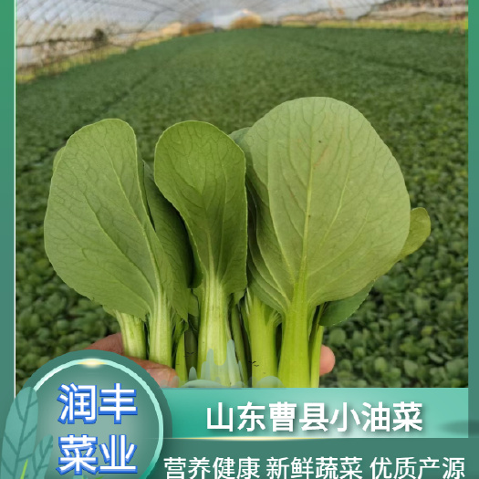 曹县上海青  油菜   小白菜   基地代发   质量保证