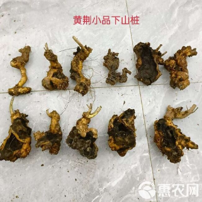 黄荆盆景拇指老桩掌中宝室内花卉盆栽绿植桩老桩庭院生桩熟桩