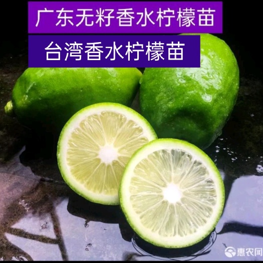 广东香水柠檬2年苗，香水柠檬苗，嫁接正品四季挂果根系发达