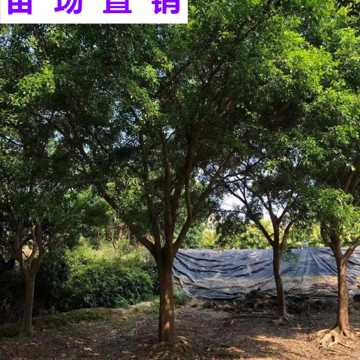 漳浦县供应 福建 红皮榕 苗场基地 批发价格