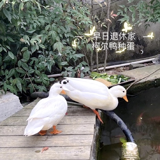 南京柯尔鸭种蛋 S级圆润可爱宠物鸭，花园农场诚信经营