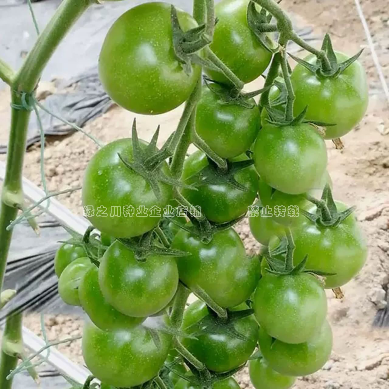 青苹果番茄种子酸甜浓郁特色小番茄种籽樱桃番茄种子绿色小番茄籽