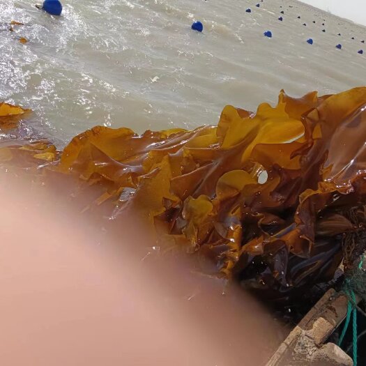 荣成市鲜海带
