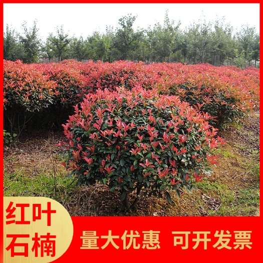 沭阳县红叶石楠绿化苗 四季常青庭院绿化苗木 树苗红罗宾红叶石楠篱笆