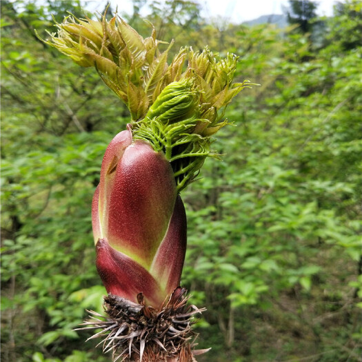 岚皋县刺老芽
