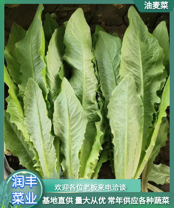 曹县油麦菜    精品油麦菜   基地代发   质量保证