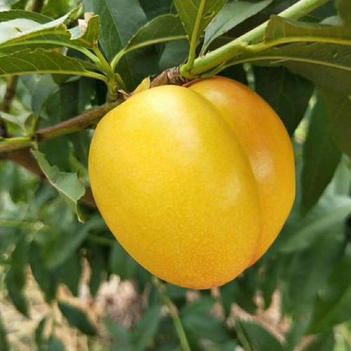 卢龙县特早熟黄油桃树苗：金傲，中油4，12-33，个头大，糖度高
