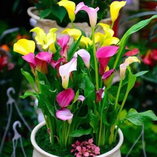 彩色马蹄莲种球盆栽四季开花室内阳台好养花卉带花多年生植物