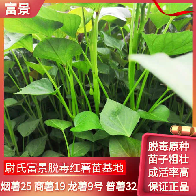烟薯25脱毒原种薯苗，基地直发，保正品！