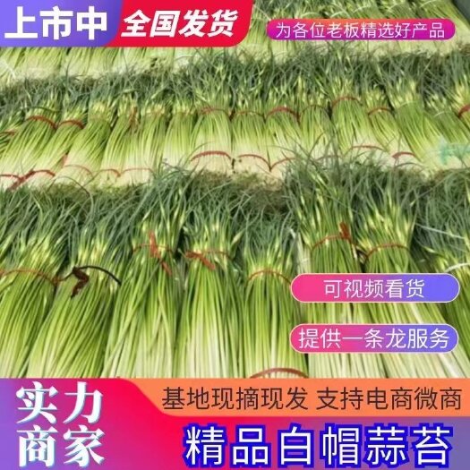 周口河南  白帽蒜苔，红帽蒜苔大量上市
