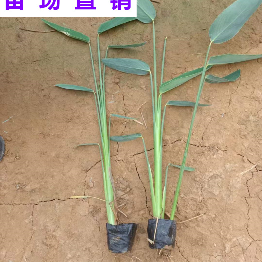 漳浦县供应 福建 再力花 苗场基地 批发价格