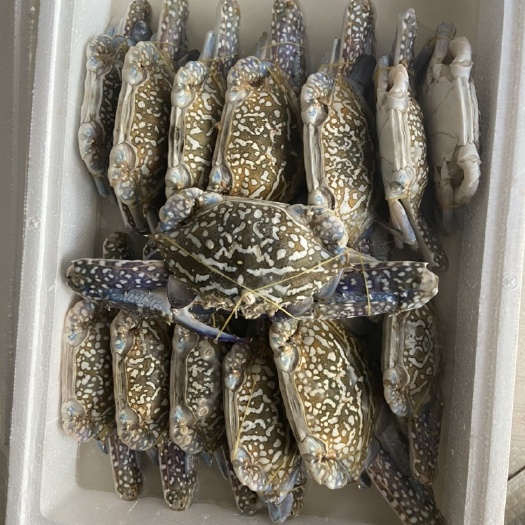 兰花蟹，螃蟹，海蟹，
