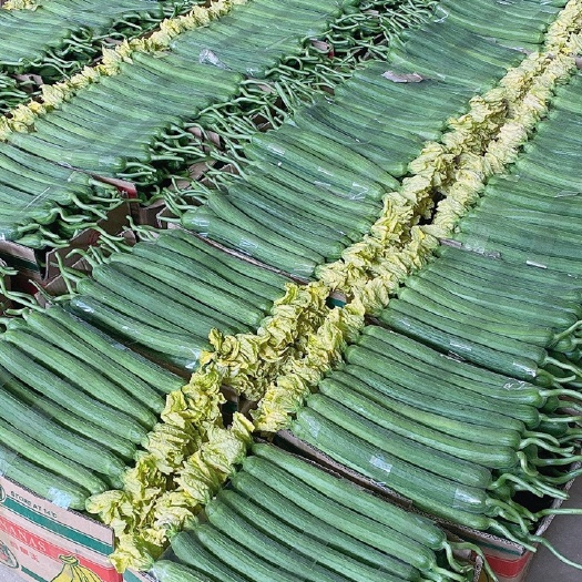 东海县苏北连云港鲜花丝瓜，规格长度：35/40cm，瓜形直溜，