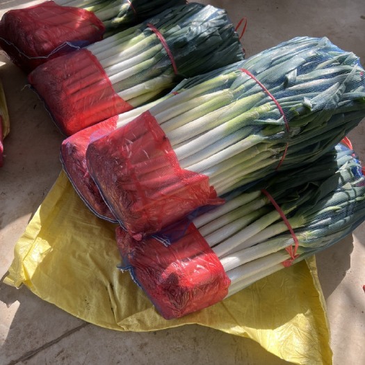 南通大葱 货好 价格便宜