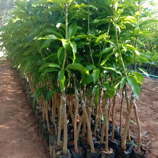 白沙县台农芒果苗