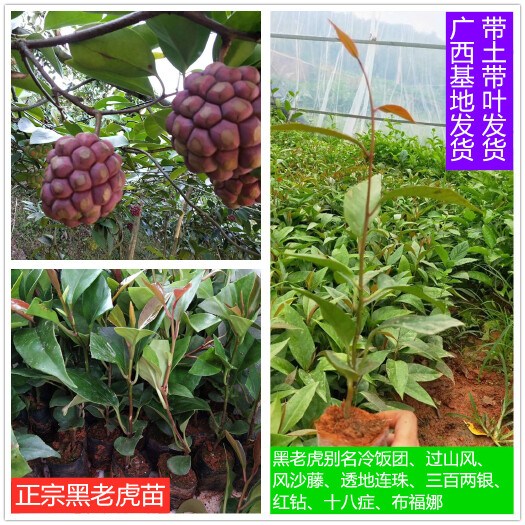灵山县广西粉红黑老虎布福娜种子种苗营养袋苗