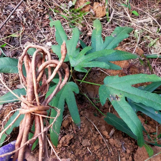 连南县八号亮汤食材