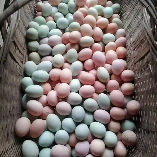 新杨黑双色散养土鸡蛋