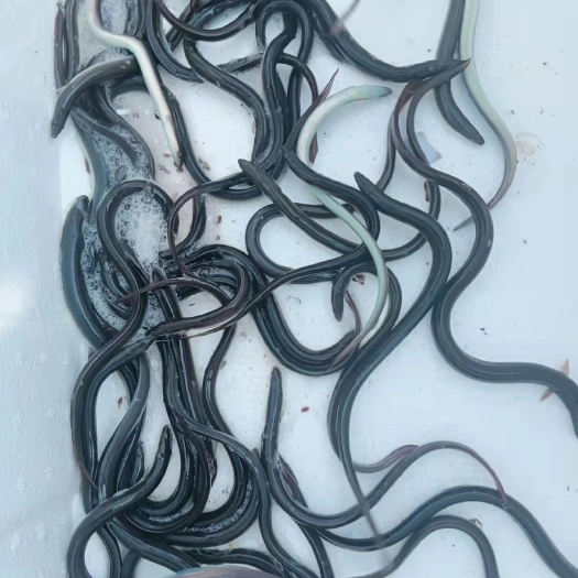博罗县鳗鱼苗